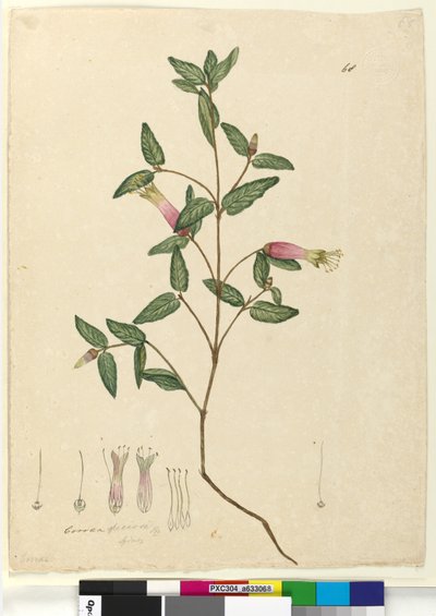 पृष्ठ 68. Correa speciosa, c.1803-06 (wc, pen, ink and pencil) द्वारा जॉन विलियम लेविन