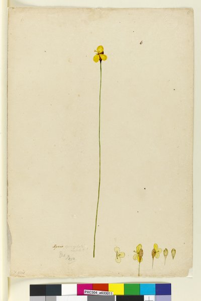 पृष्ठ 6. ज़ाइरिस ओपेरुल्काटा, c.1803-06 (wc, pen, स्याही और पेंसिल) द्वारा जॉन विलियम लेविन