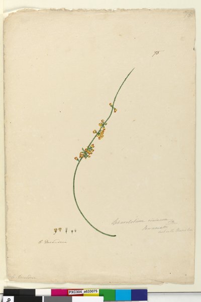 पृष्ठ 75 Sphaerolobium vimineum, c.1803-06 (शौचालय, कलम, स्याही और पेंसिल) द्वारा जॉन विलियम लेविन