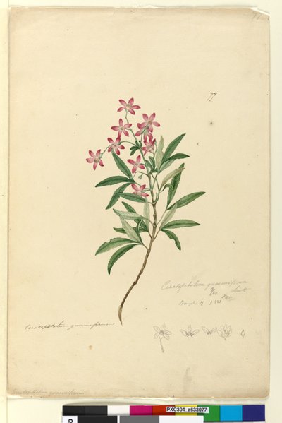 पृष्ठ 77. सेराटोपेटालुम गिमिफ़ेरम, c.1803-06 (wc, pen, ink and pencil) द्वारा जॉन विलियम लेविन