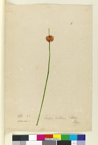 पृष्ठ 7. स्किर्पस नोडोसस, c.1803-06 (wc, pen, स्याही और पेंसिल) द्वारा जॉन विलियम लेविन