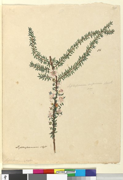 पृष्ठ 86. लेप्टोस्पर्मम स्कोपेरियम, c.1803-06 (wc, pen, इंक और पेंसिल) द्वारा जॉन विलियम लेविन