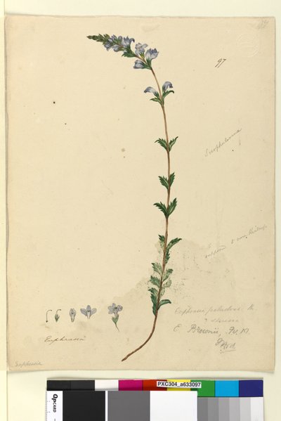 पृष्ठ 97. यूफ्रेशिया पलुडोसा, सी .1803-06 (डब्ल्यूसी, पेन, स्याही और पेंसिल) द्वारा जॉन विलियम लेविन
