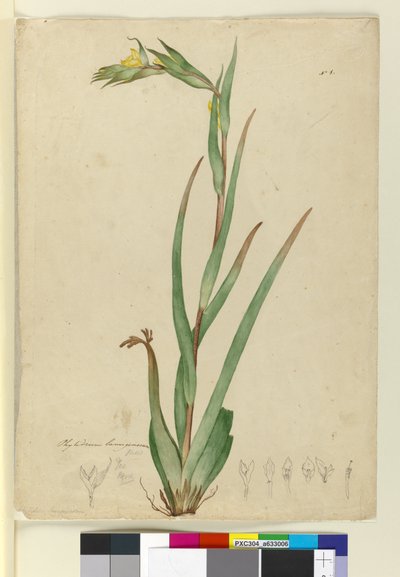 एल। फिलाड्रम लैनुगिनोसम, c.1803-06 (wc, pen, इंक और पेंसिल) द्वारा जॉन विलियम लेविन