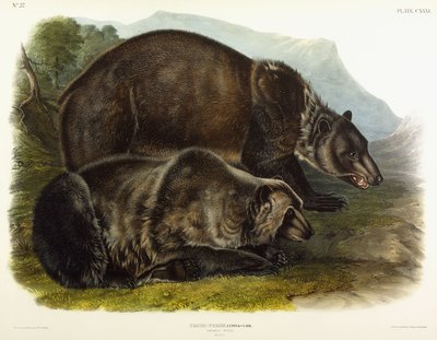 मेल ग्रिजली बियर, 1848 द्वारा जॉन वुडहाउस ऑडबोन