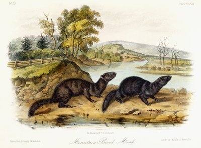 माउंटेन ब्रुक मिंक, c.1849-1854 द्वारा जॉन वुडहाउस ऑडबोन