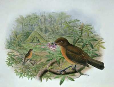 एंब्रियोनिस इनोर्नाटस, वोगेलकोप माली बोवरबर्ड द्वारा जॉन और हार्ट, विलियम गोल्ड