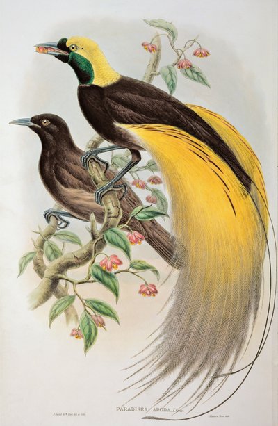 बर्ड ऑफ पैराडाइज: ग्रेटर, पारादीसा अपोडा द्वारा John and Hart, William Gould