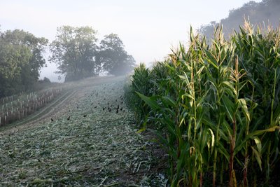 द्वारा जॉन निकोलसन