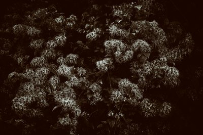  द्वारा जॉन निकोलसन