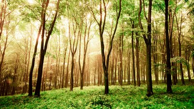  द्वारा जॉन निकोलसन