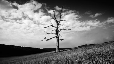  द्वारा जॉन निकोलसन