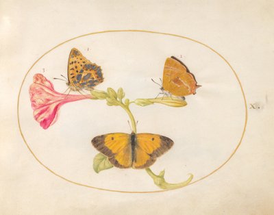 तितली, सी। 1575-80 द्वारा जोरिस हॉफनागल