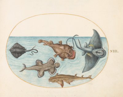 मछली, c.1575-80 द्वारा जोरिस हॉफनागल