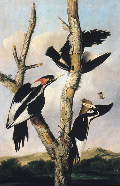 आइवरी-बिल्ड वुडपेकर्स, सीए। 1830-1831। द्वारा जोसेफ बार्थोलोम्यू किड