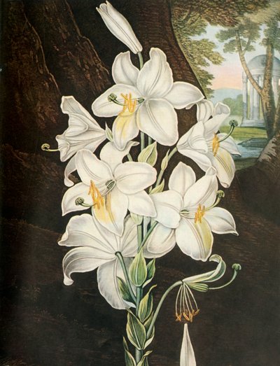 द व्हाइट लिली, c1800, 1948। द्वारा जोसेफ कॉन्स्टेंटाइन स्टैडलर