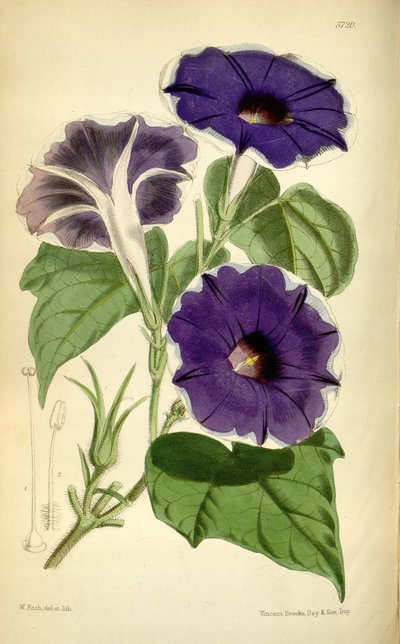 इपोमिया नील, 1868 द्वारा जोसेफ डाल्टन हूकर