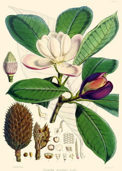 मैगनोलिया हॉजसनसी, 1855 द्वारा जोसेफ डाल्टन हूकर