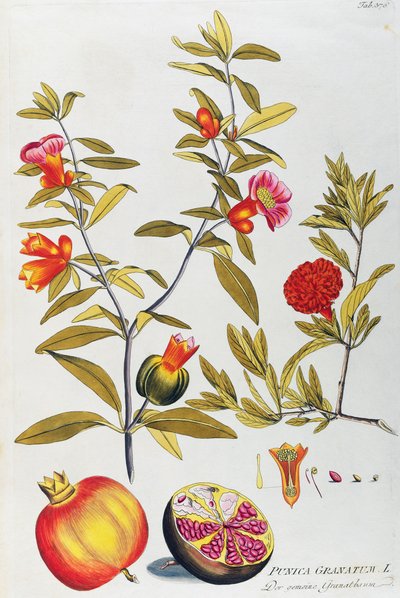 अनार (पुनिका ग्रेनाटम) जोसेफ जैकब वॉन प्लेंक (1735-1807) द्वारा, औषधीय पौधों के प्रतीक, वियना से द्वारा जोसेफ जैकब प्लेनक
