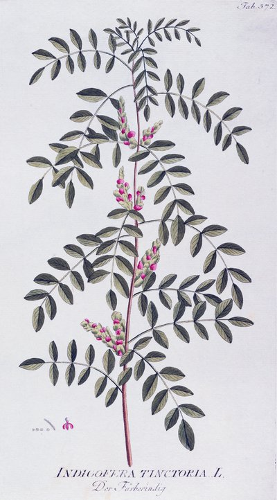 ट्रू इंडिगो (इंडिगोफेरा टिनक्टरिया) जोसेफ जैकब वॉन प्लेंक (1735-1807) द्वारा, औषधीय पौधों के प्रतीक, वियना से द्वारा जोसेफ जैकब प्लेनक