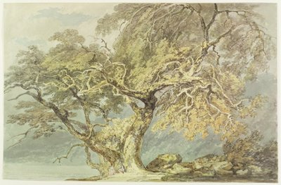 एक महान पेड़, c.1796 (कागज पर ग्रेफाइट से अधिक) द्वारा जोसेफ मैलॉर्ड विलियम टर्नर