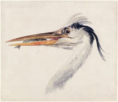 हेरॉन, द फ़र्नले बुक ऑफ़ बर्ड्स से, c.1816 (कागज पर कलम और स्याही और पानी के रंग का) द्वारा जोसेफ मैलॉर्ड विलियम टर्नर