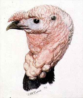 टर्की, द फ़र्नले बुक ऑफ़ बर्ड्स से, c. 1816 (कागज पर कलम और स्याही और पानी के रंग का) द्वारा जोसेफ मैलॉर्ड विलियम टर्नर