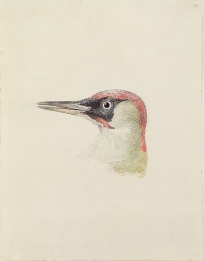 द फ़र्नले बुक ऑफ़ बर्ड्स से कठफोड़वा, c.1816 (कागज पर पेंसिल और पानी के रंग का) द्वारा जोसेफ मैलॉर्ड विलियम टर्नर
