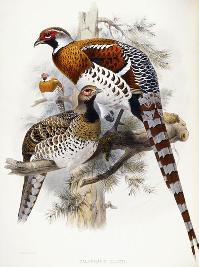 इलियट के तीतर, 1865 द्वारा जोसेफ वुल्फ