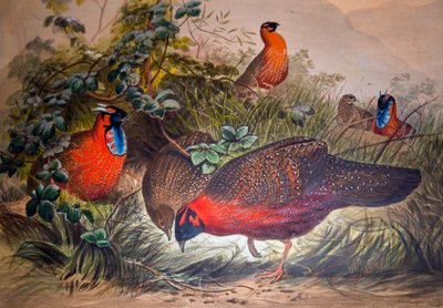 हॉर्नड ट्रगोपैन, 1861 द्वारा जोसेफ वुल्फ
