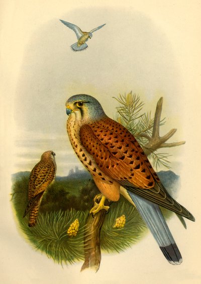 'केस्ट्रेल', 1862, 1942। द्वारा जोसेफ वुल्फ