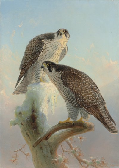 नॉर्वेजियन गाइर्फाल्कन, 1866 द्वारा जोसेफ वुल्फ