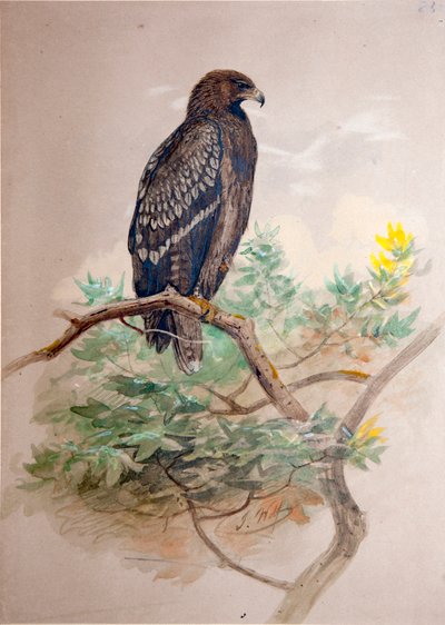 स्पॉटेड ईगल (एक्विला क्लैन्गा), 1856-67 द्वारा Joseph Wolf