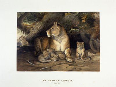 अफ्रीकी शेरनी, c.1880-1883 द्वारा जोसेफ वुल्फ