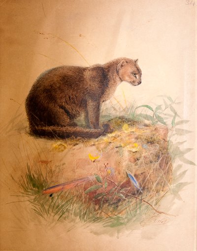 यगुरांडी बिल्ली, 1851-69 द्वारा जोसेफ वुल्फ