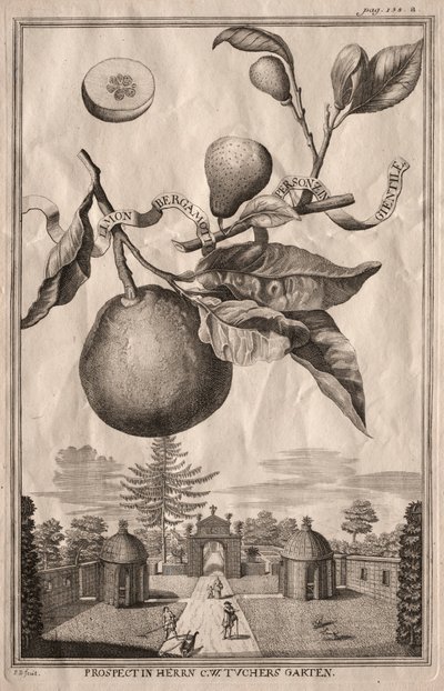 Nurnbergische Hesperides: लिमोन बर्गामोट व्यक्तिज़ीन गिएसिल, 1714। द्वारा जोसेफ डी मोंटेलेग्रे