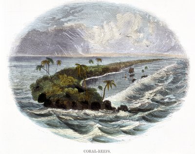कोरल-रीफ्स, प्रकृति के घटना से, 1849 द्वारा जोशिया वुड व्हिम्पर
