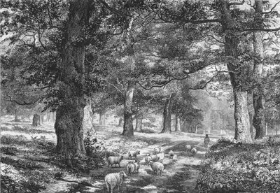 शेरवुड वन में, c1875। द्वारा जोशिया वुड व्हिम्पर