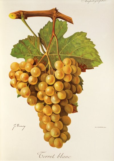 जे. ट्रॉन्सी द्वारा टेरेट ब्लैंक अंगूर द्वारा जूल्स ट्रॉन्सी