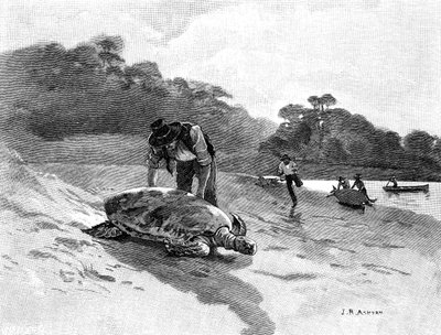 टर्टल कैचिंग, 1886। द्वारा जूलियन एश्टन
