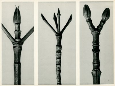 कॉर्नस न्यूटाल्ली, 1929 (फोटोग्राव्योर) द्वारा कार्ल ब्लॉसफ़ेल्ड