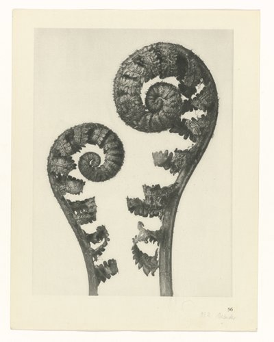  द्वारा Karl Blossfeldt