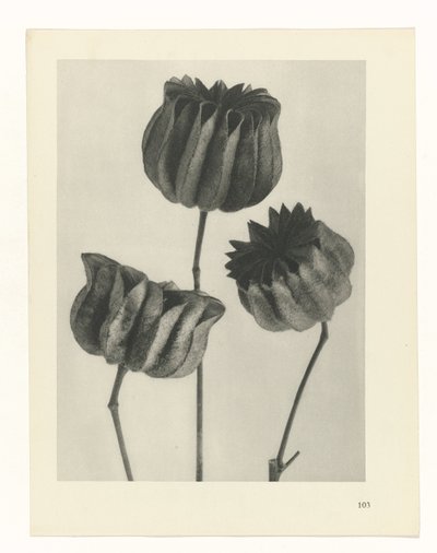  द्वारा Karl Blossfeldt
