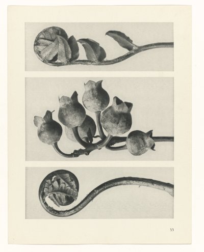  द्वारा Karl Blossfeldt