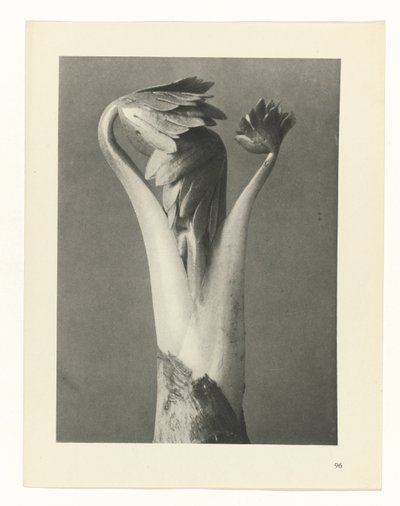  द्वारा Karl Blossfeldt