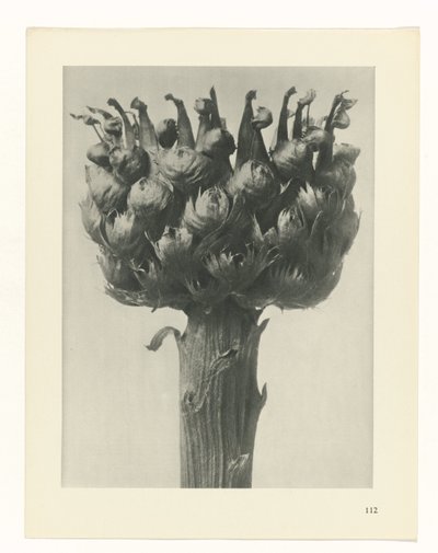  द्वारा Karl Blossfeldt