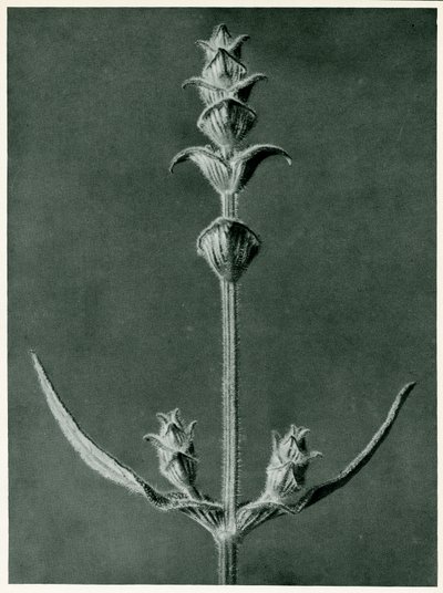 साल्विया, 1929 (फोटोचेंग्रेविंग) द्वारा कार्ल ब्लॉसफ़ेल्ड