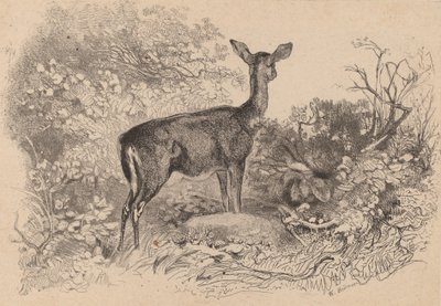 एक डो। द्वारा कार्ल बॉडर