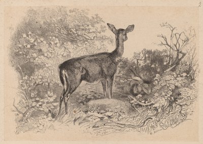 एक हिरणी द्वारा कार्ल बॉडर
