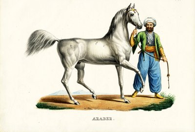 अरब घोड़ा, 1824 द्वारा कार्ल जोसेफ ब्रोड्टमैन